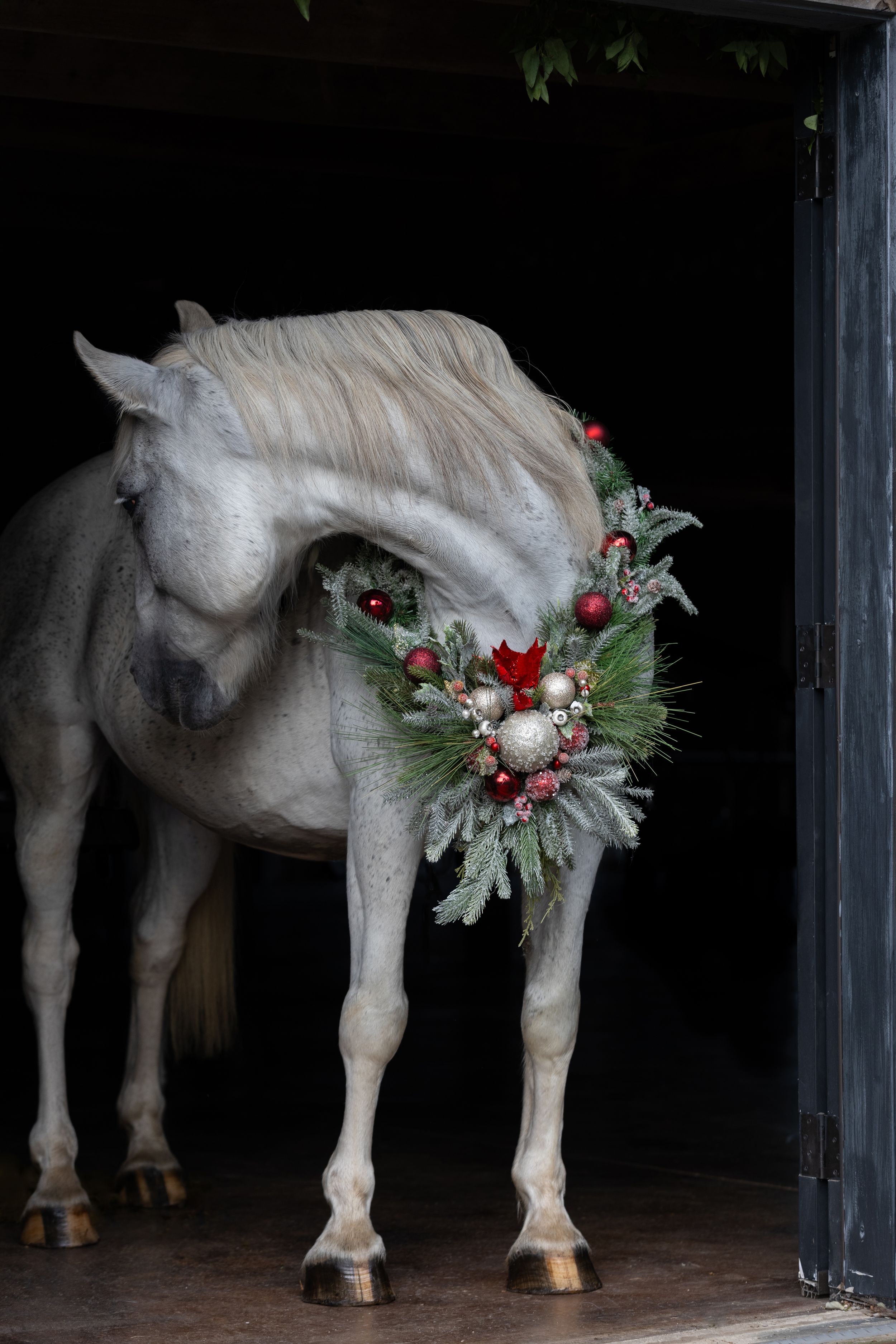 A white horse with a festive evergreen and red berry wreath stands in a dark stable doorway.