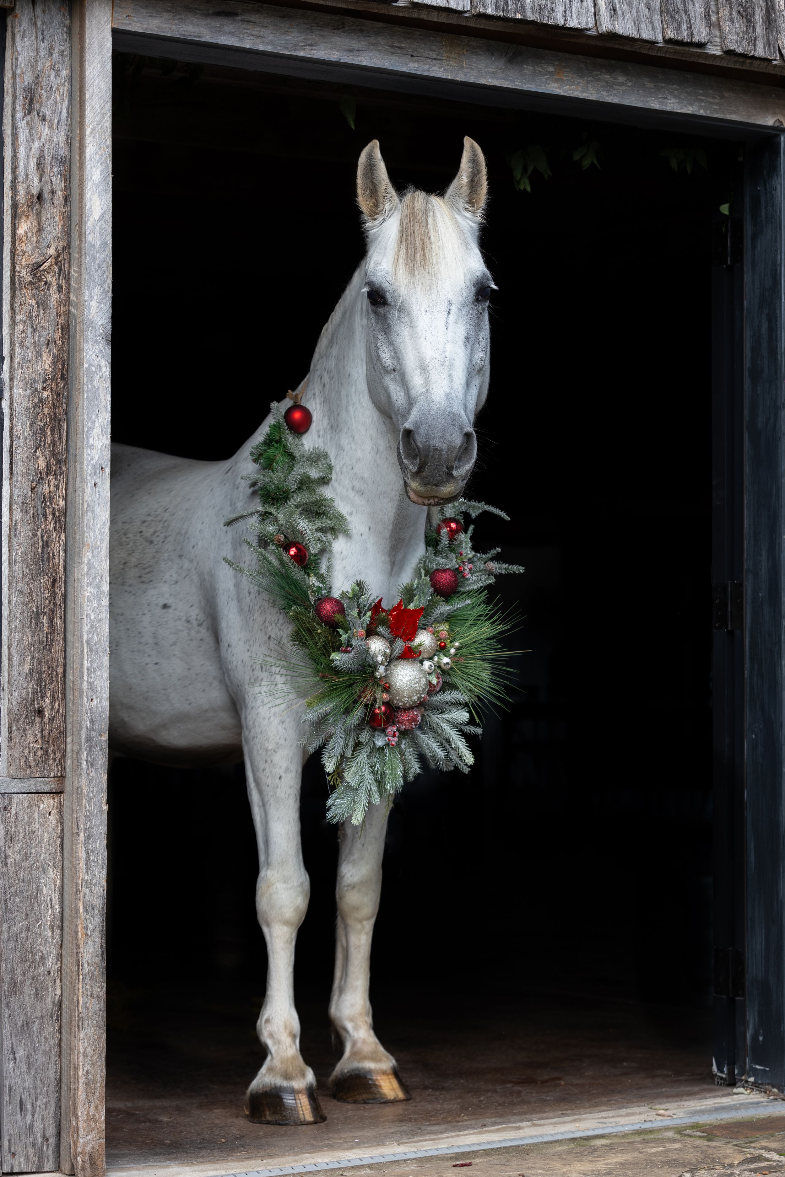 A white horse wearing a holiday wreath with red berries poses in a rustic barn doorway.