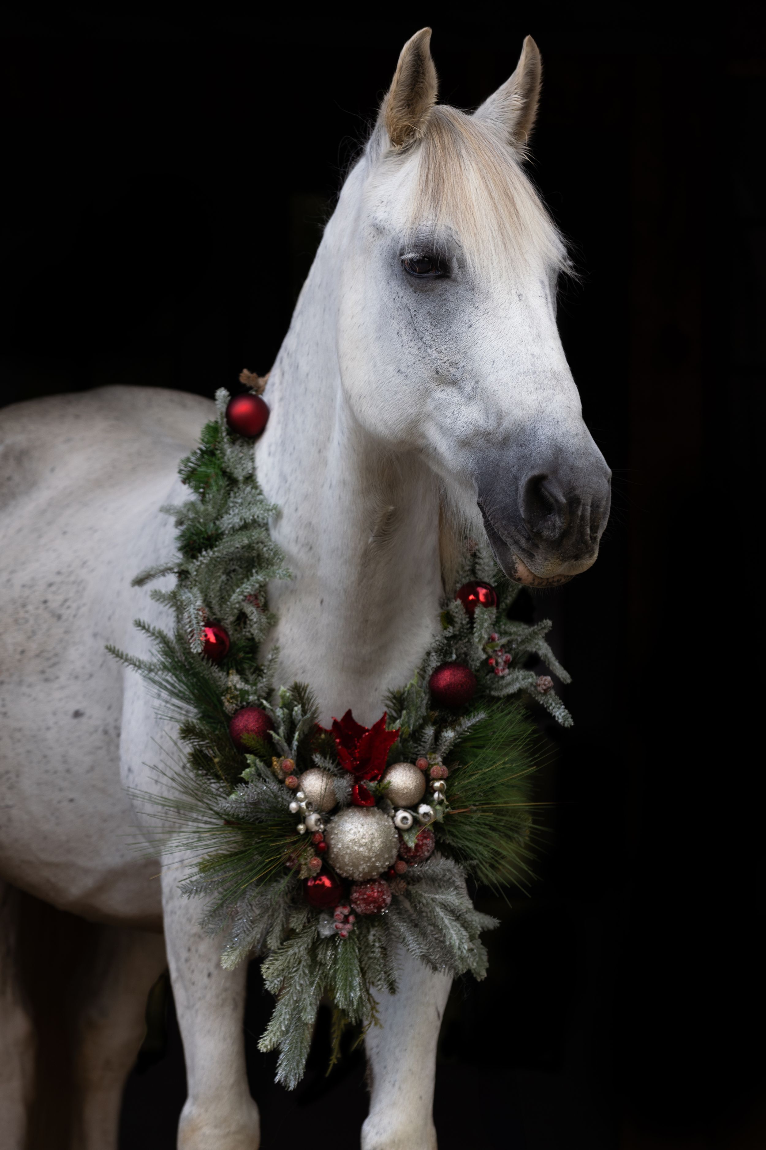 A white horse wearing a festive wreath with red ornaments and greenery against black background.