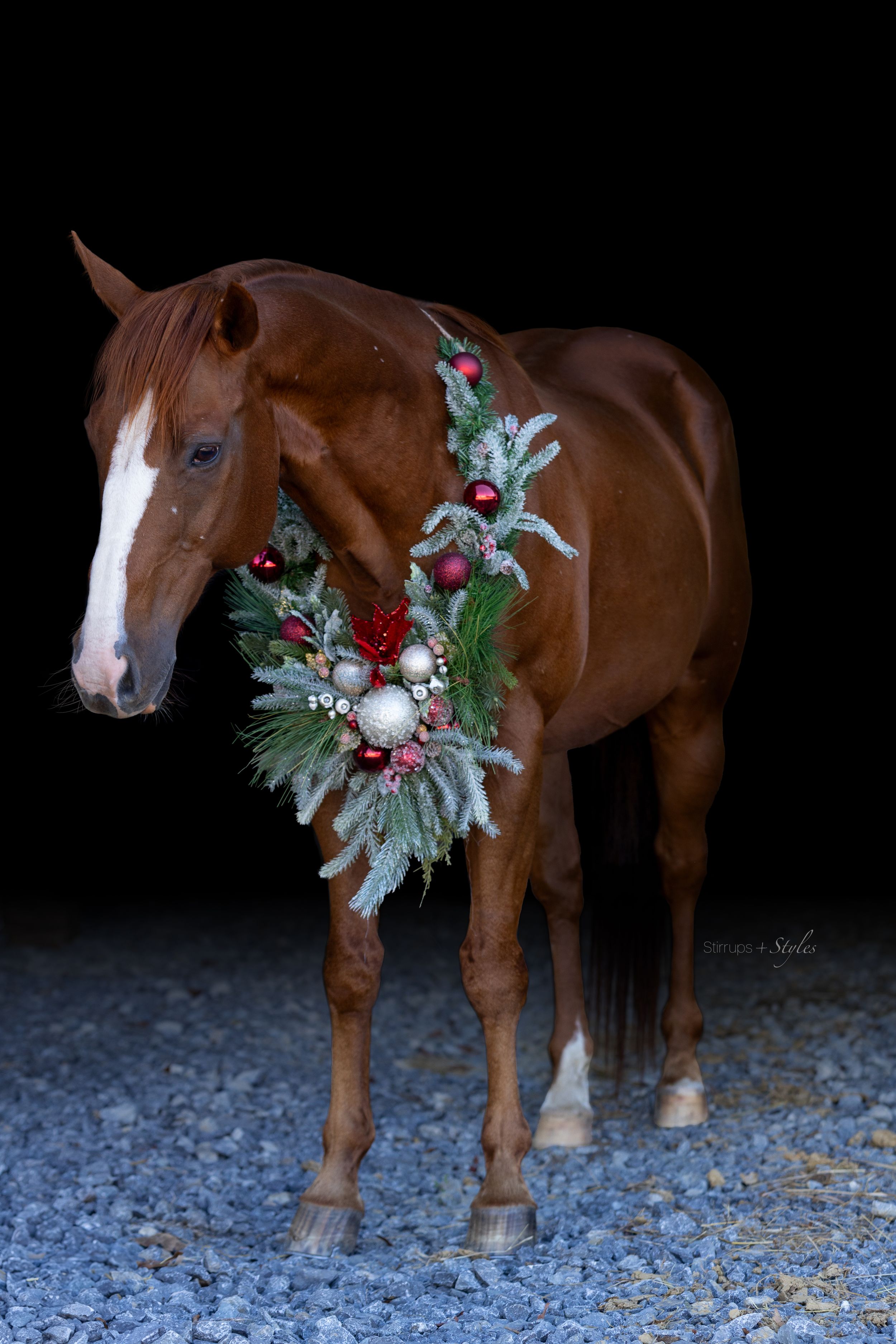 Chestnut horse adorned with festive holiday greenery and ornaments against a dark background.
