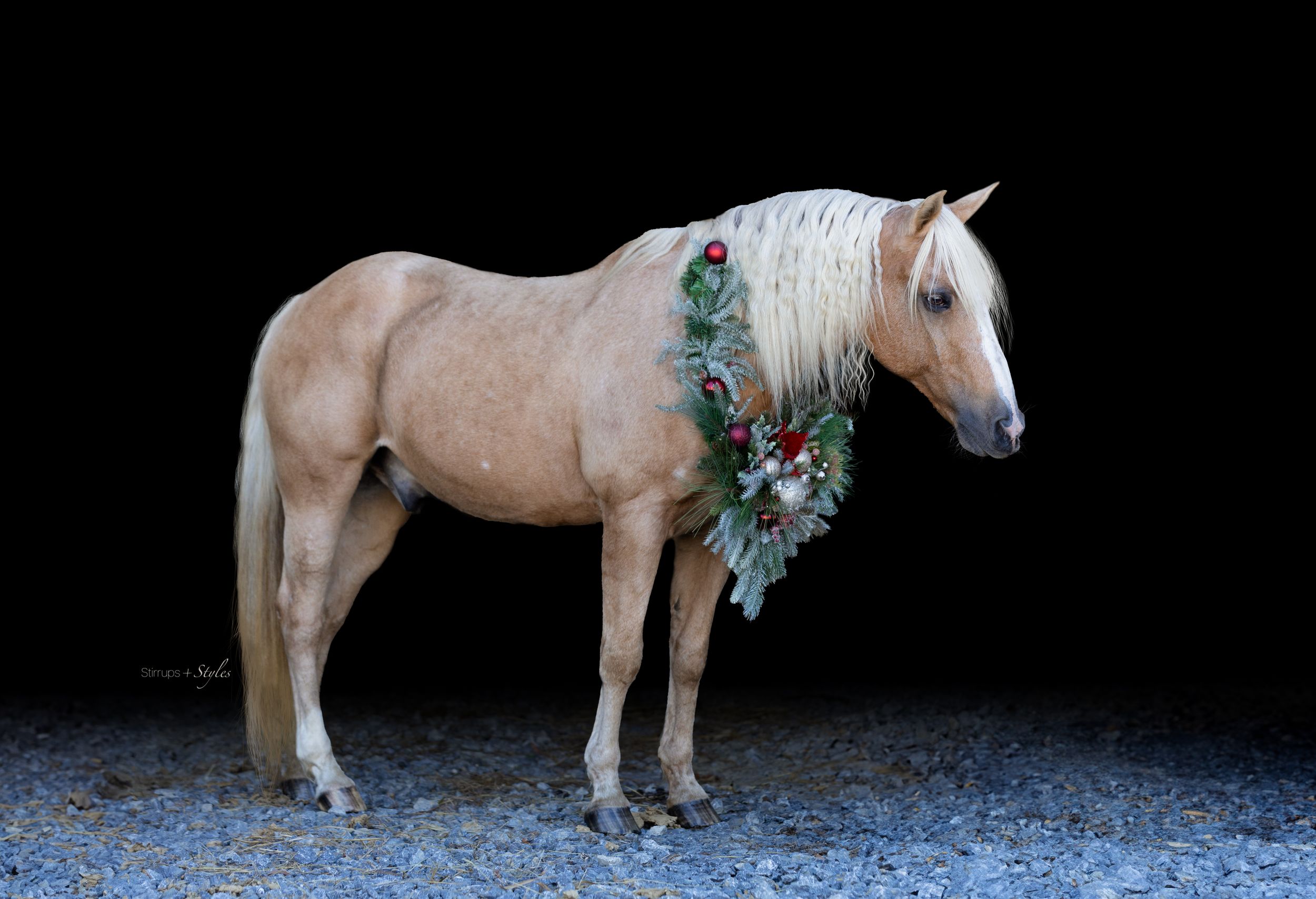 A palomino horse wearing a holiday wreath with evergreen branches and red decorations.