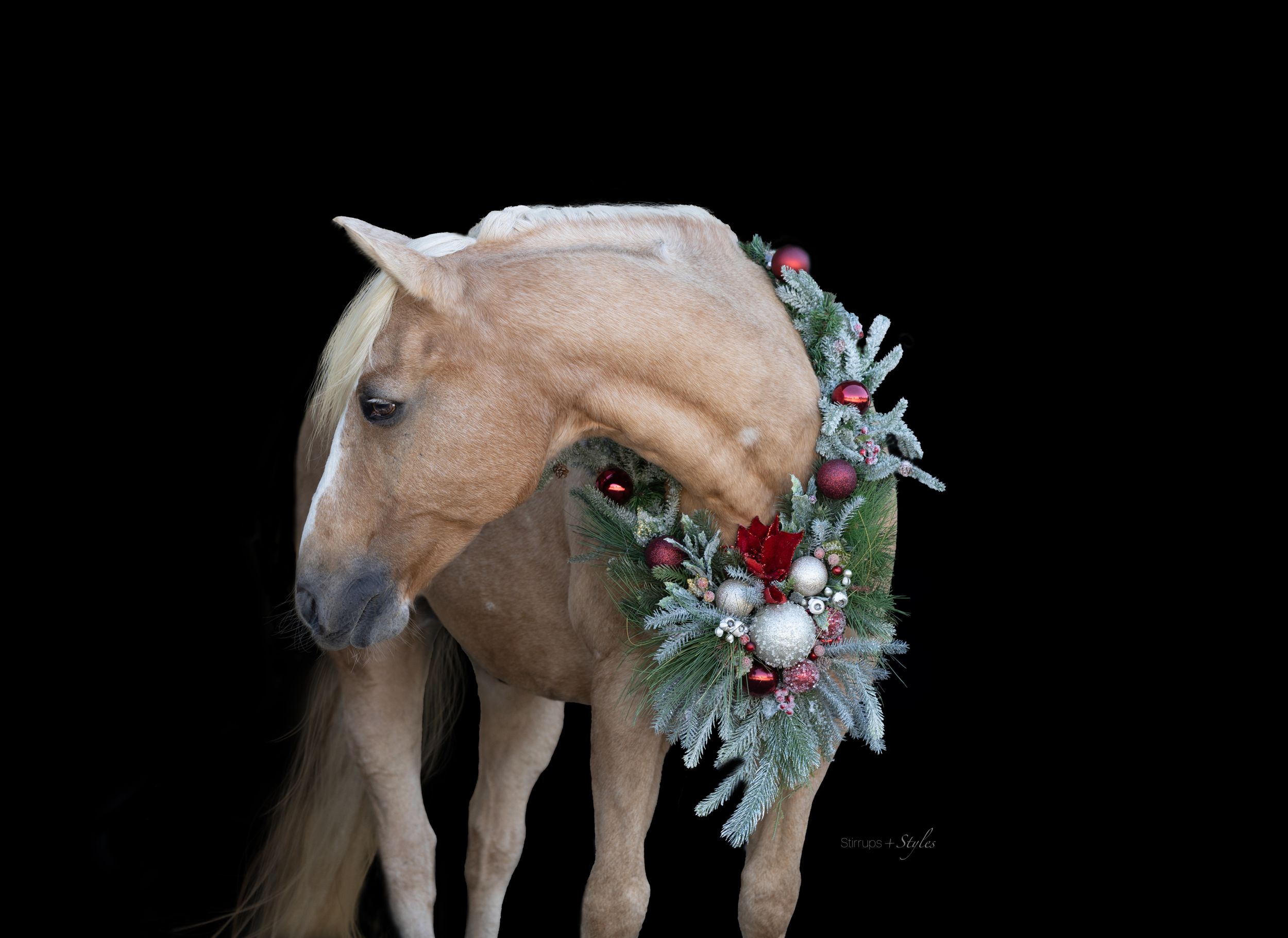 A palomino horse with a festive Christmas wreath against dark background.
