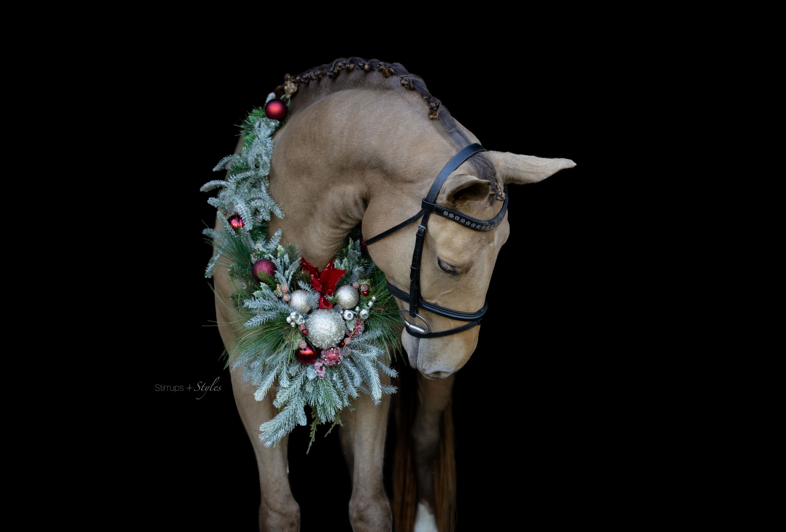 A cream-colored horse wearing an elegant holiday wreath with white flowers and blue accents against a black background.