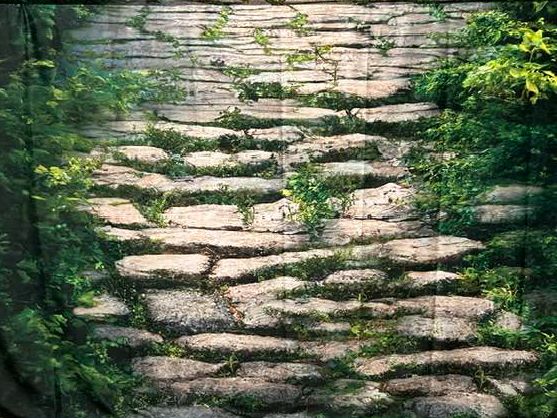 Ancient stone steps surrounded by creeping vines and green foliage in a forest setting.