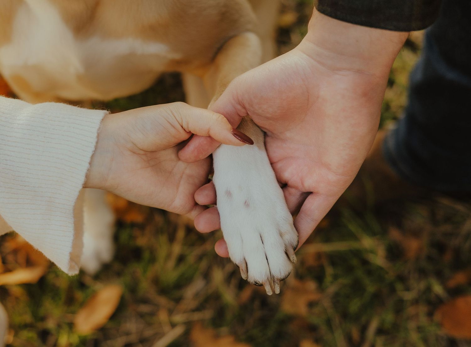 Two hands holding a small white paper heart in front of a blurred autumn background.