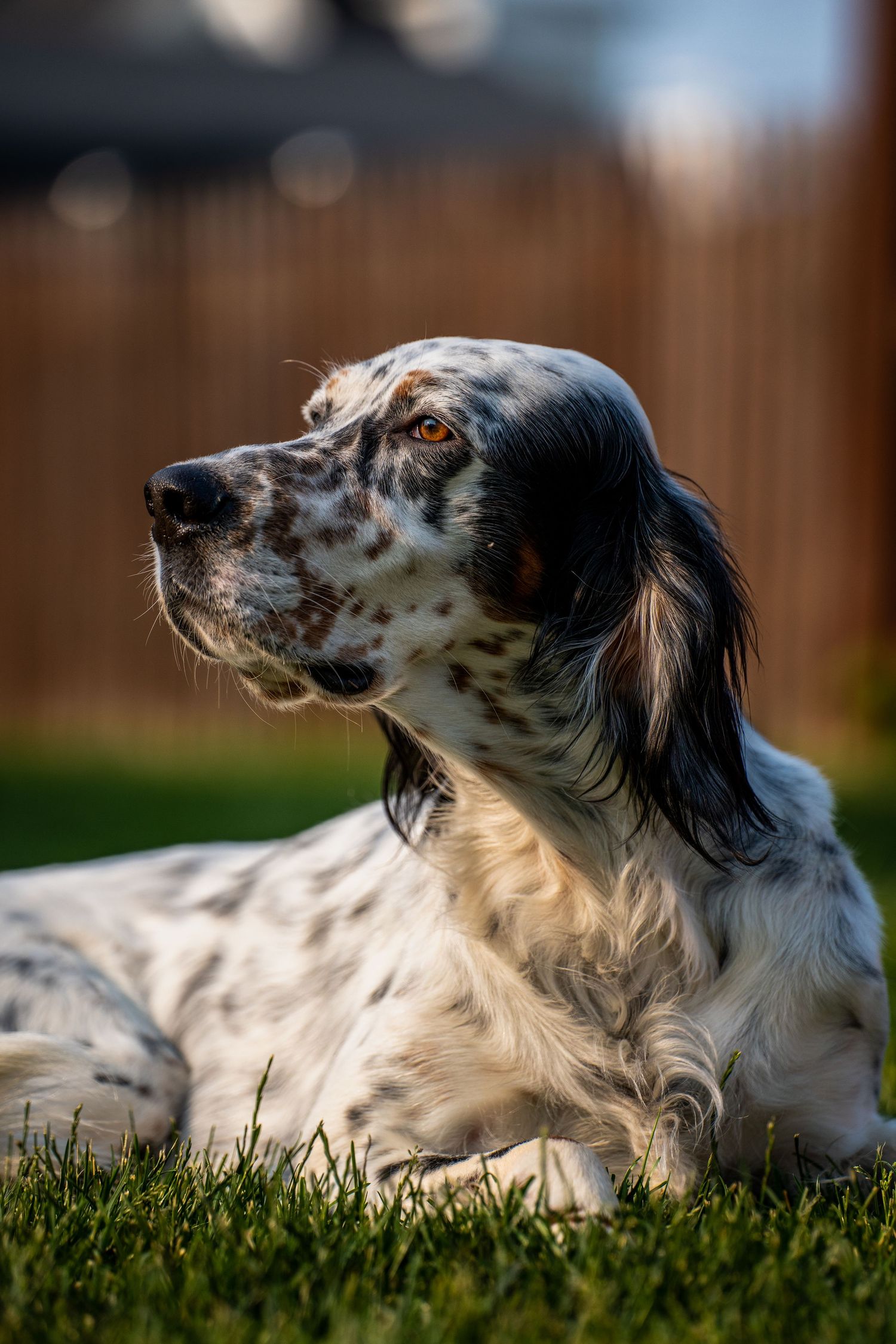 Relaxed English Setter