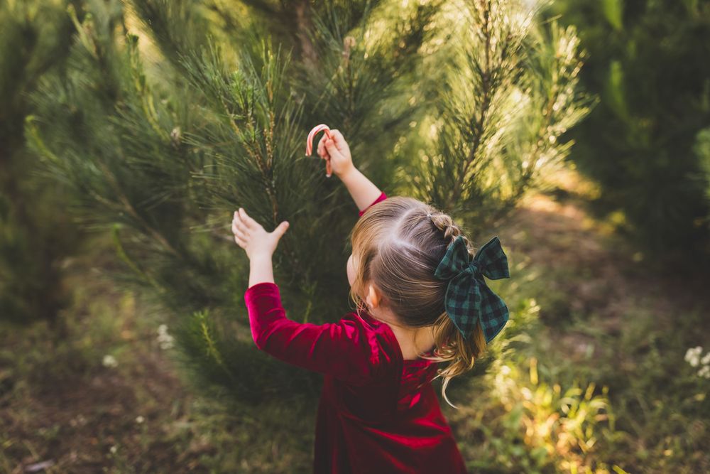 A small child in a red sweater reaches up to touch evergreen branches in soft natural lighting.