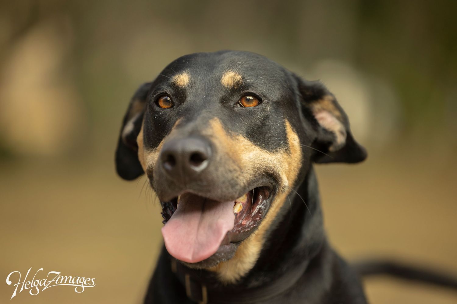 Beautiful Brookie looking for her forever home - still waiting for a rescue application and a loving family in Brooksville.