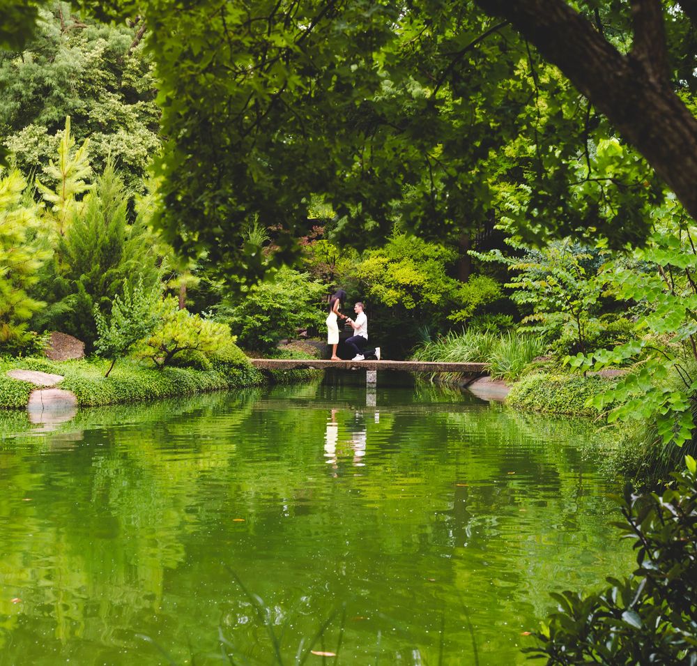 A serene pond surrounded by lush green trees and foliage in a tranquil garden setting.