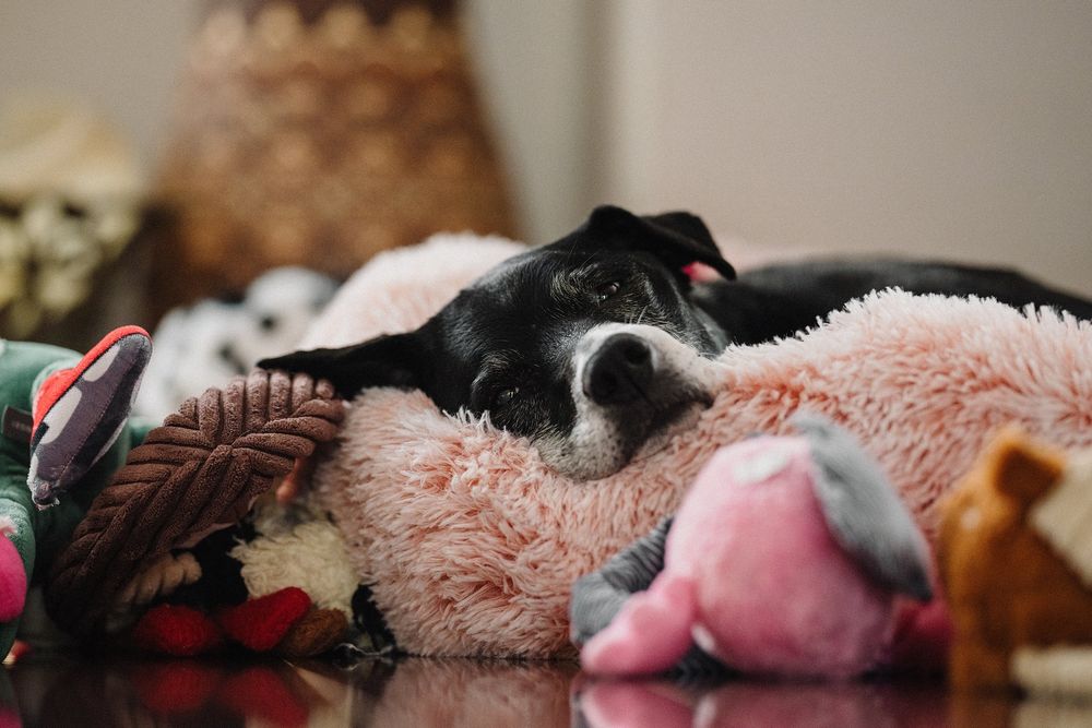 Adorable black and white dog resting on a fluffy pink bed surrounded by colorful plush stuffed animals.
