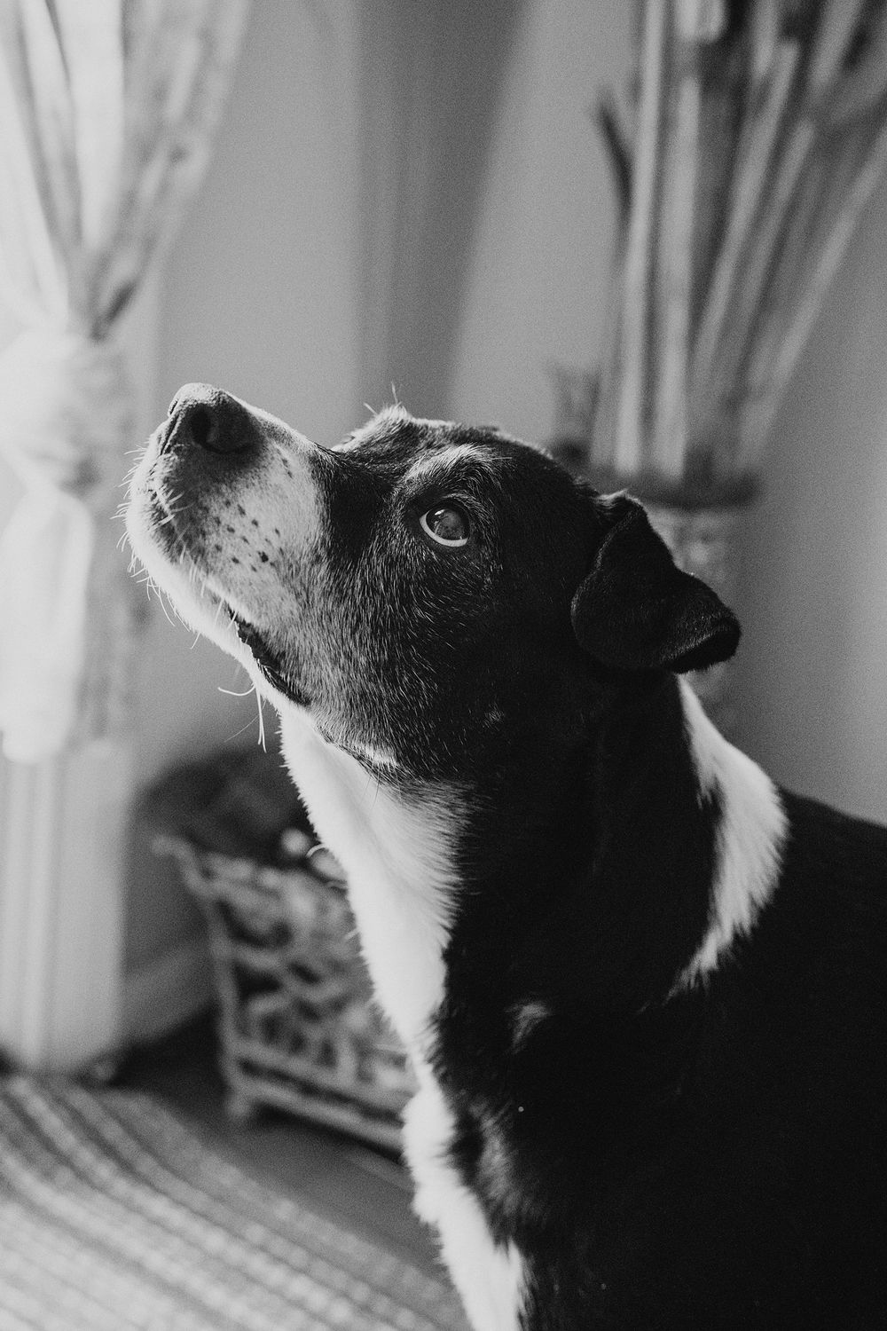 Elegant black and white portrait of a black and white dog gazing upward in soft natural indoor light.