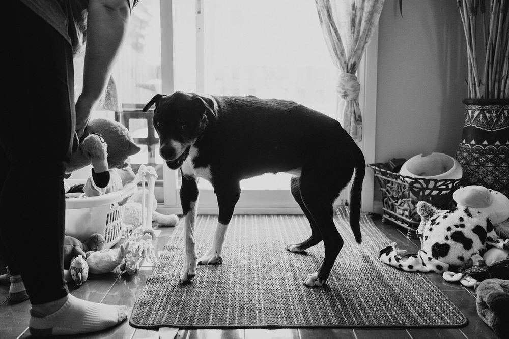 Black and white photo of a dog standing on a rug surrounded by toys near a bright window indoors.