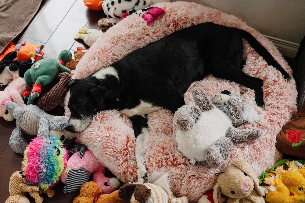 Black dog sleeping on pink fluffy bed surrounded by colorful stuffed animal toys on hardwood floor.