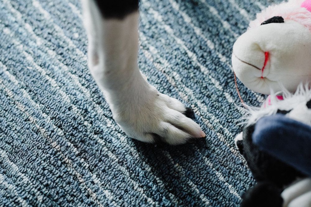 Close-up of a dog paw on blue carpet next to a white stuffed bunny toy.