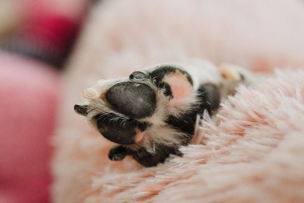 Close-up of a black and white dog paw resting on a soft pink fluffy surface.