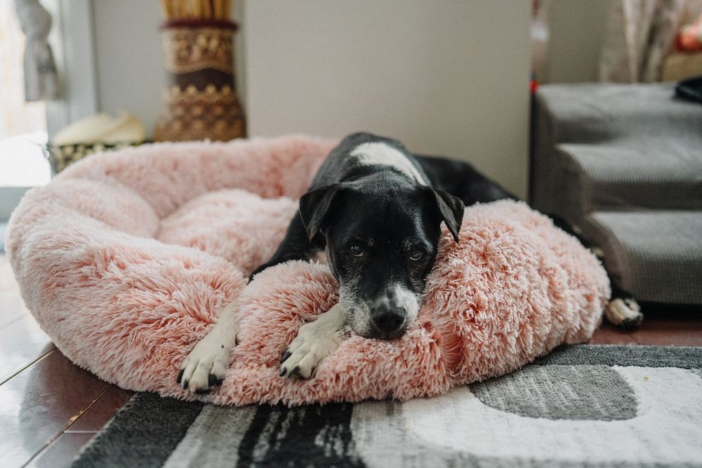 Black and white dog resting on a round pink fluffy pet bed on hardwood floor.