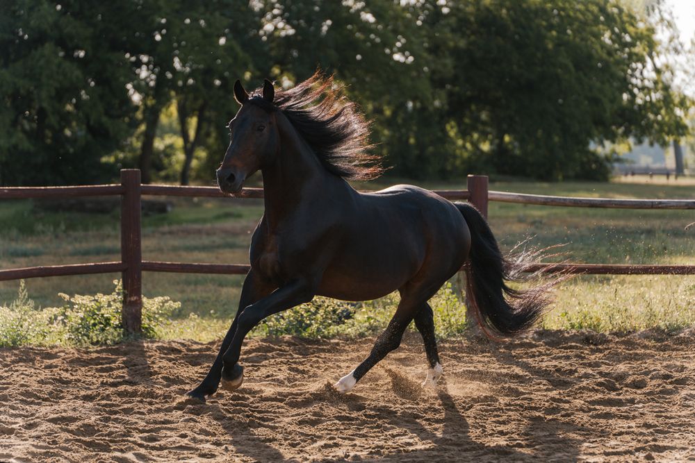 A majestic black horse gallops freely in a fenced paddock during golden hour, its mane flowing in the wind during a photoshoot in Sydney
