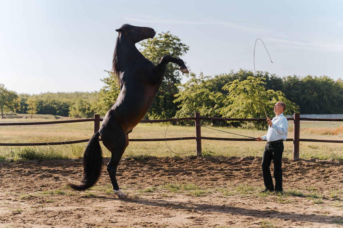 a horse is rearing up for a command during a photoshoot in sydney
