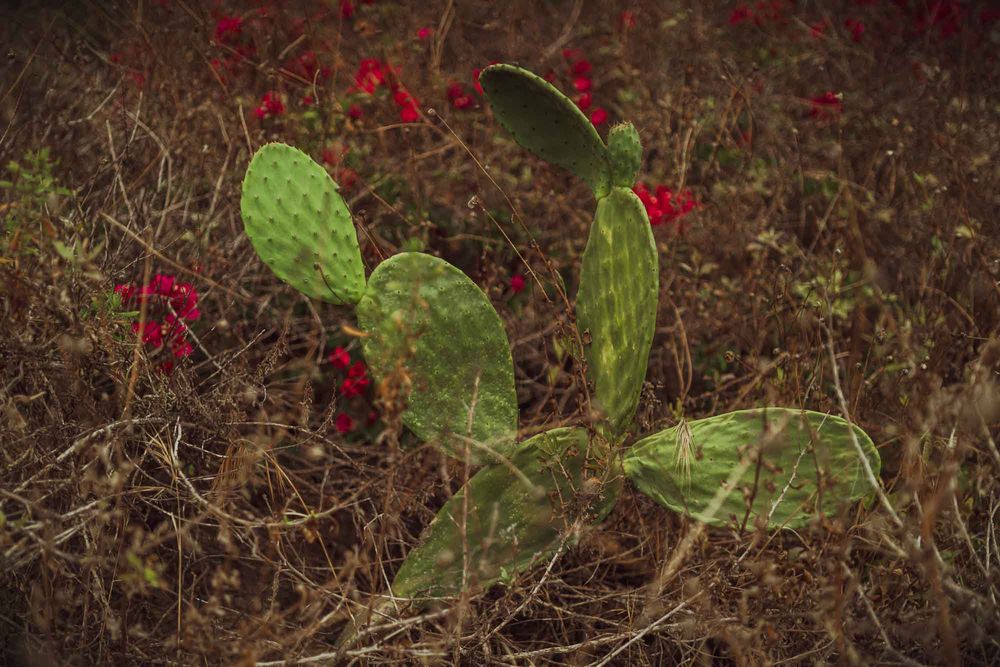 Red wildflowers bloom among prickly pear cactus plants in a desert landscape during sunset.