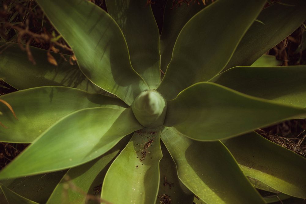 A close-up view of green orchid leaves showing their thick, waxy texture and natural patterns in bright lighting.