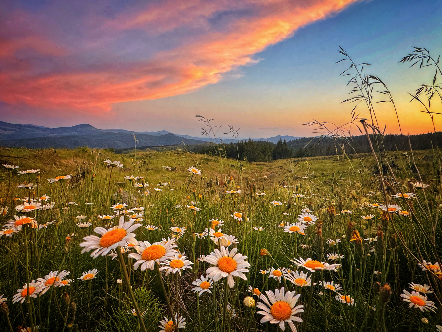 Panoramic view of white daisies blooming in a green meadow at sunset with colorful clouds in the sky.