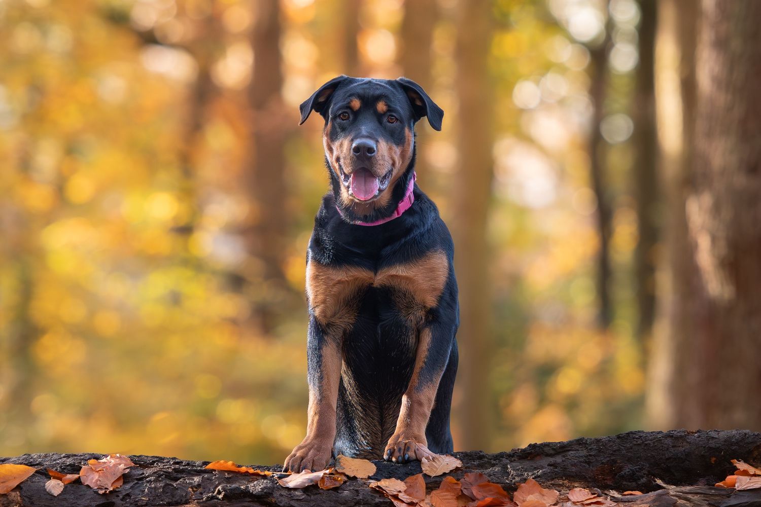 Dog and owner enjoying the outdoors while sitting on logs in a forest with golden autumn foliage in Sheffield South Yorkshire