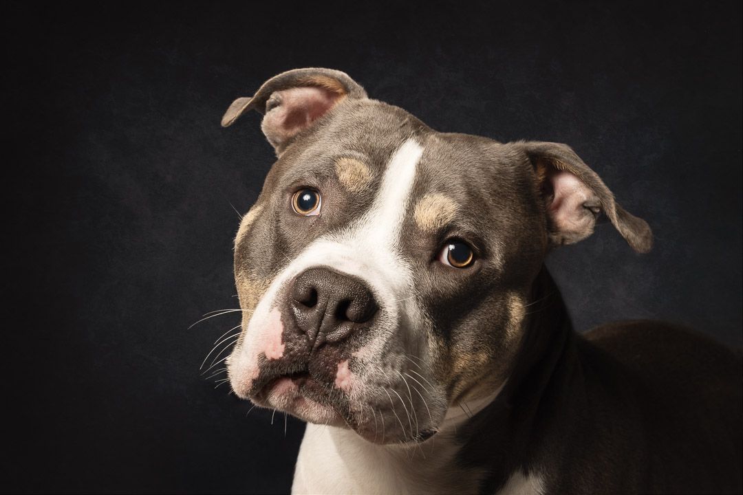 Fine-art hondenportret in de studio, rustige belichting en donkere achtergrond, hondenfotograaf Brabant
