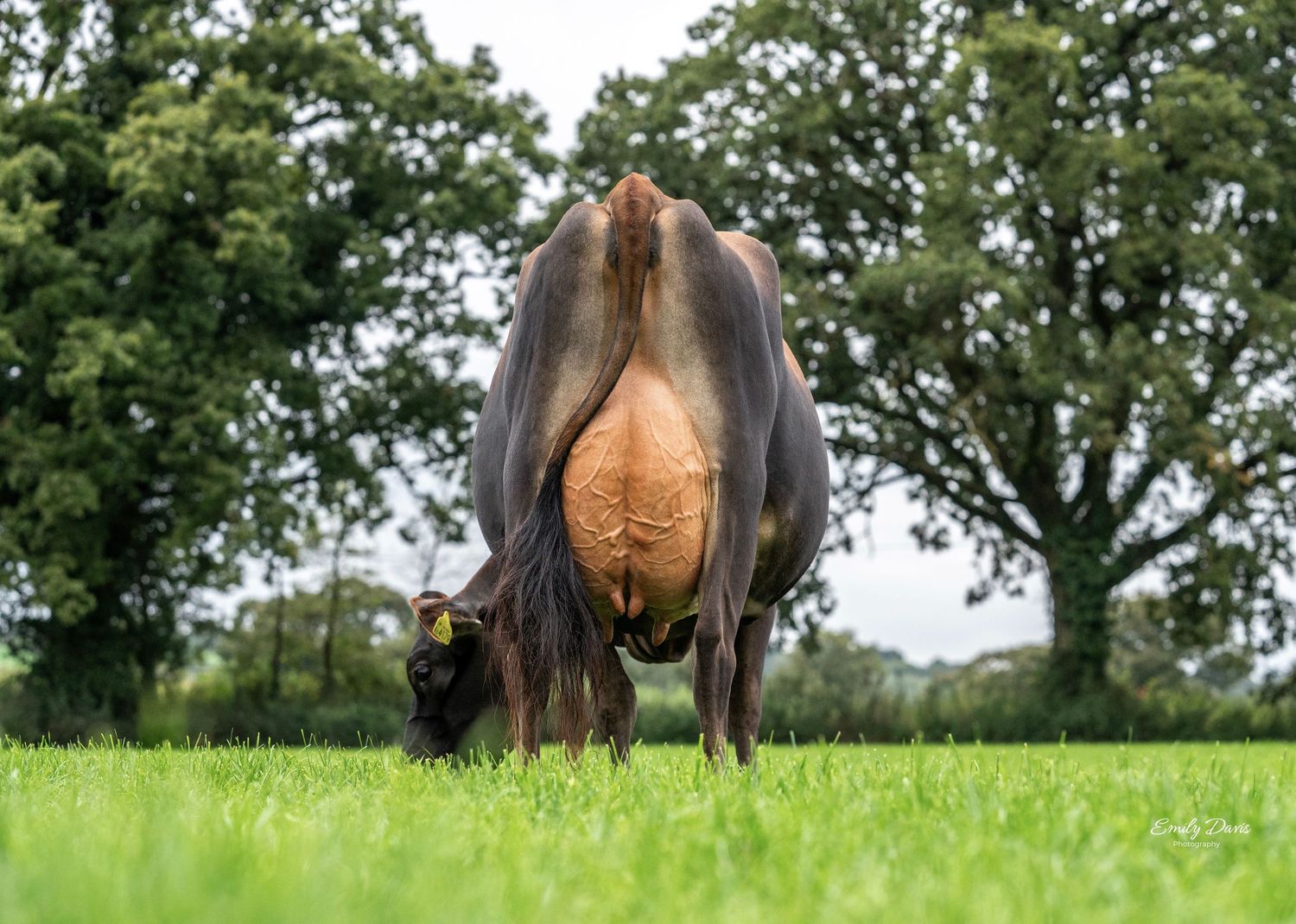 A majestic brown horse grazes peacefully in a lush green summer pasture with trees in the background.