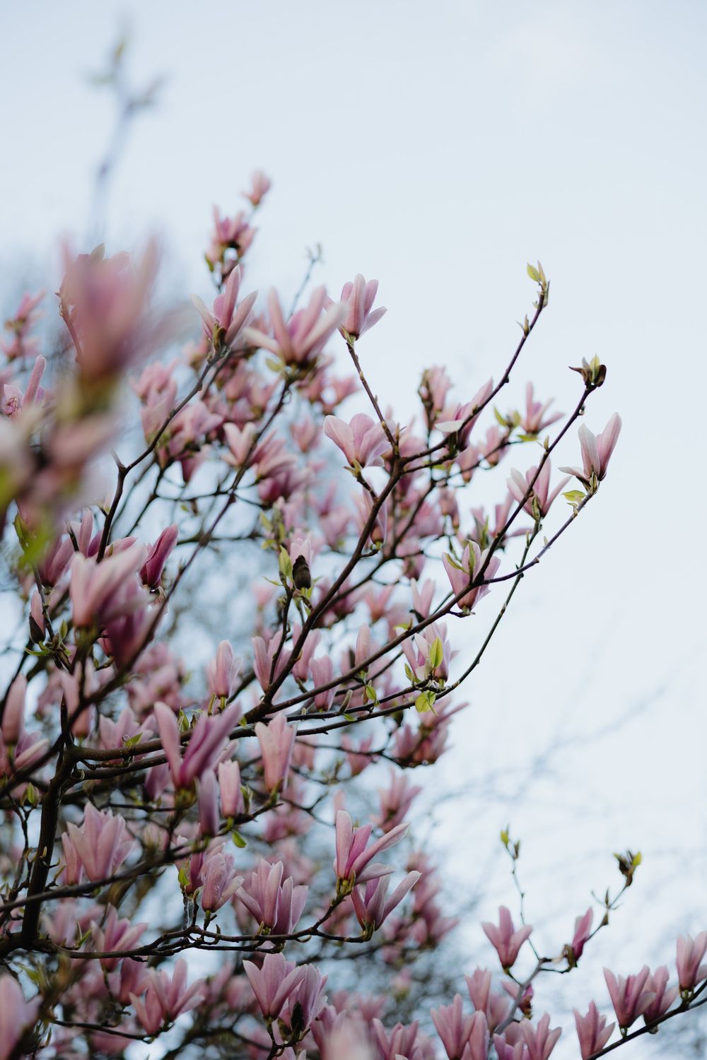 Pink magnolia blossoms blooming on tree branches against a soft cloudy sky in springtime.