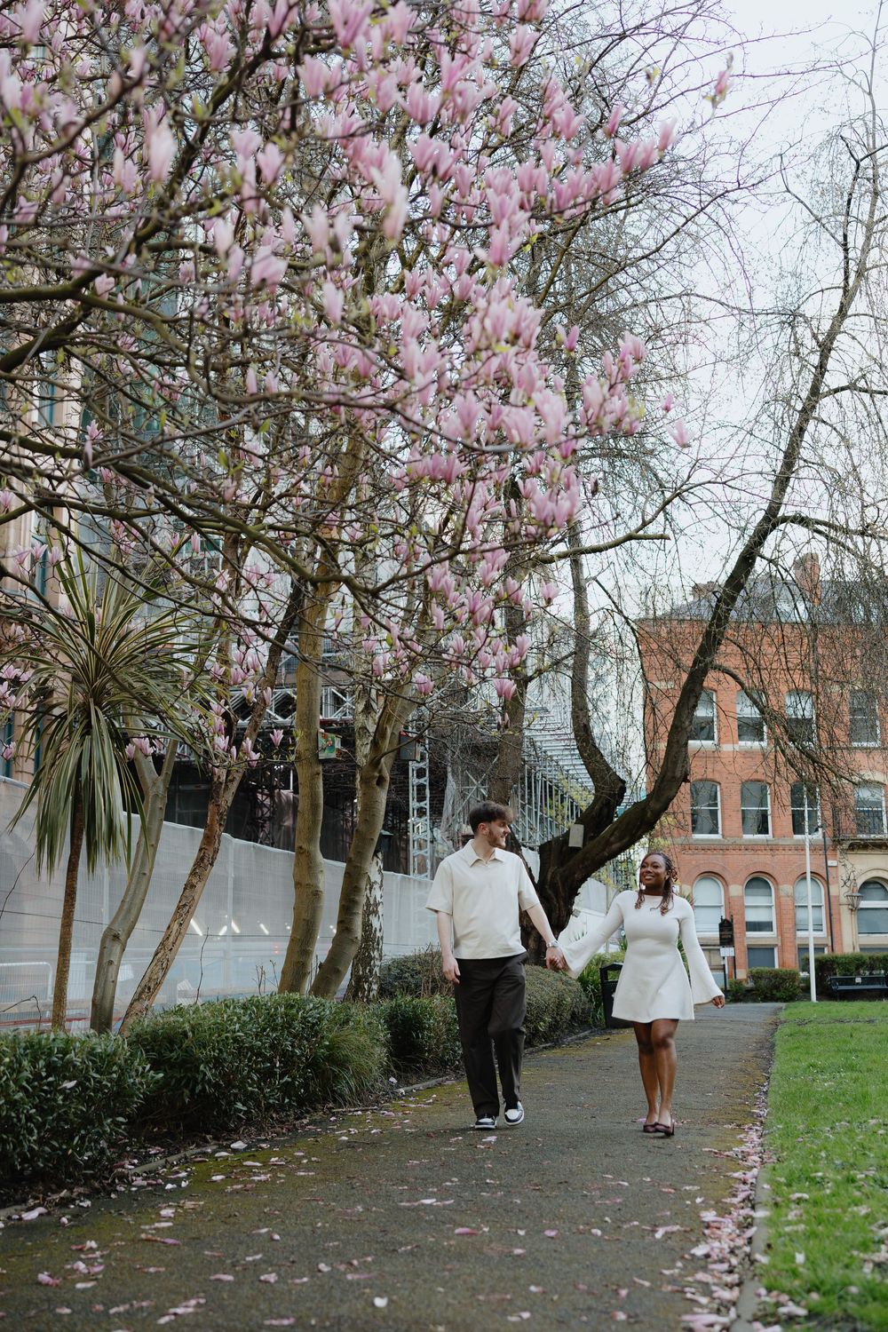 A couple strolls beneath blooming pink magnolia trees on a spring day near brick buildings.