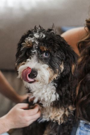 Close-up portrait of a happy Bernedoodle dog with black and white curly fur and bright eyes.