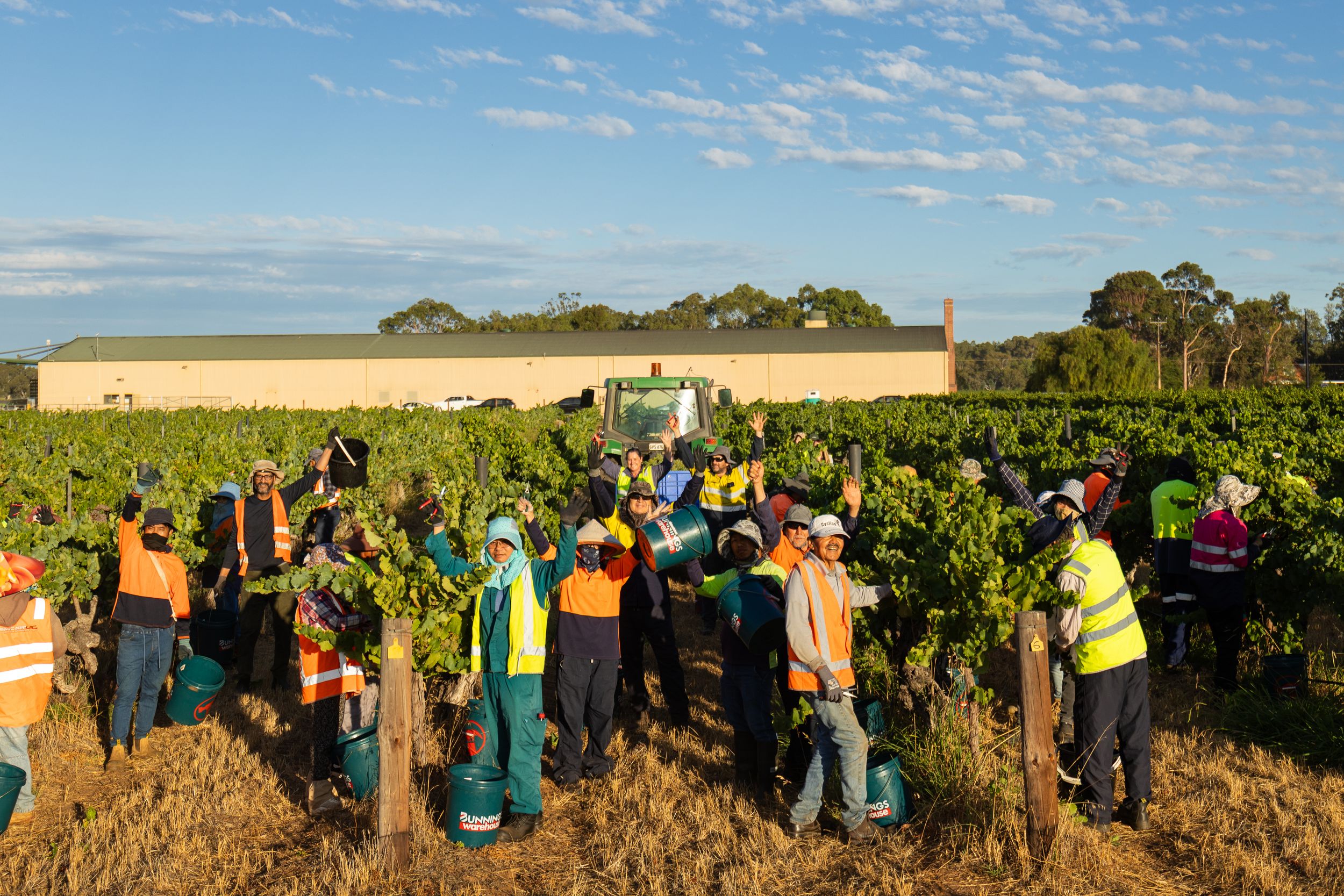 Workers harvesting grapes at Bleasdale winery in South Australia
