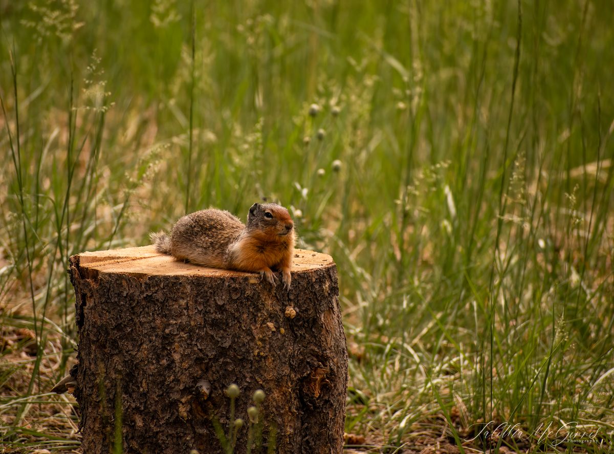 Ground squirrel resting on a tree stump in nature.