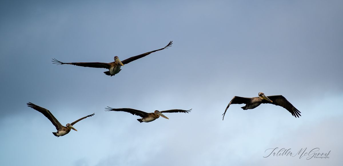 A flock of pelicans glide gracefully over calm ocean waters against a cloudy sky at sunset.