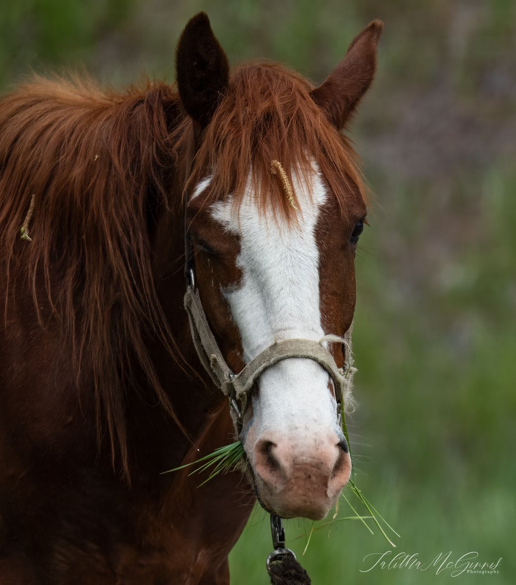 A chestnut colored horse with a distinctive white blaze marking on its face grazes in a green field.