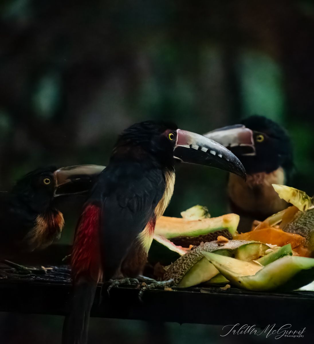 Toucans feeding on fresh fruit slices arranged on a dark surface with a blurred background.