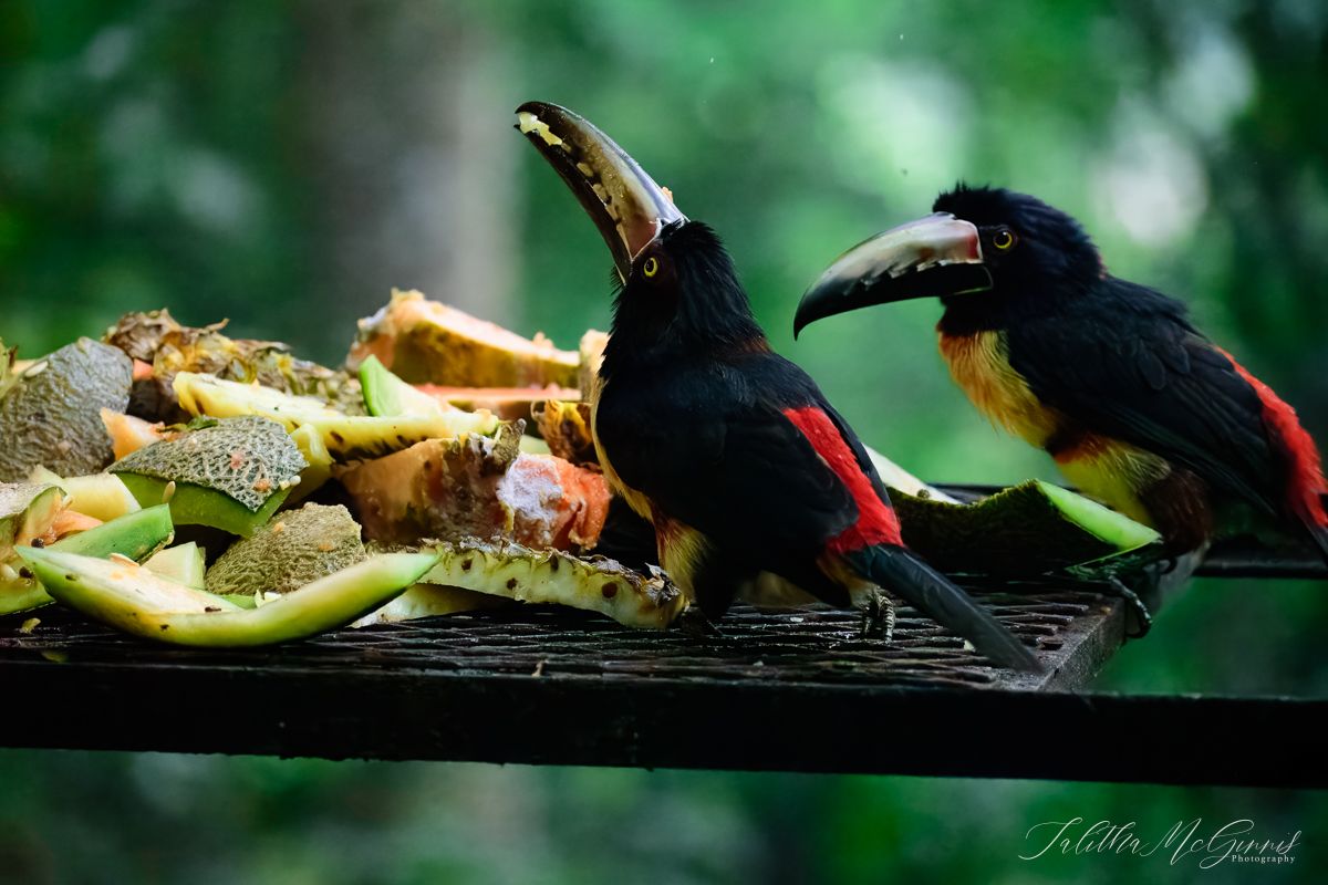 Toucans perch and eat fresh fruit in a rain forest setting in canopy lighting.