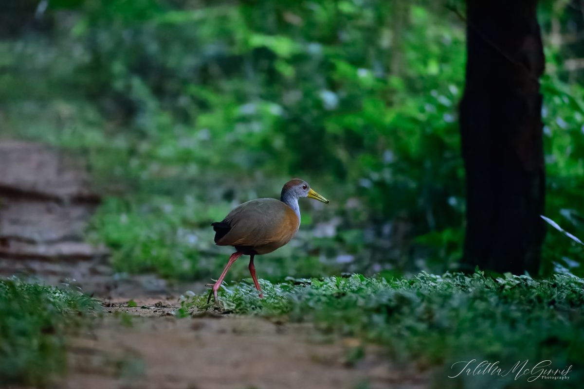 A grey cowled wood rail walks through a lush green forest setting in natural lighting.