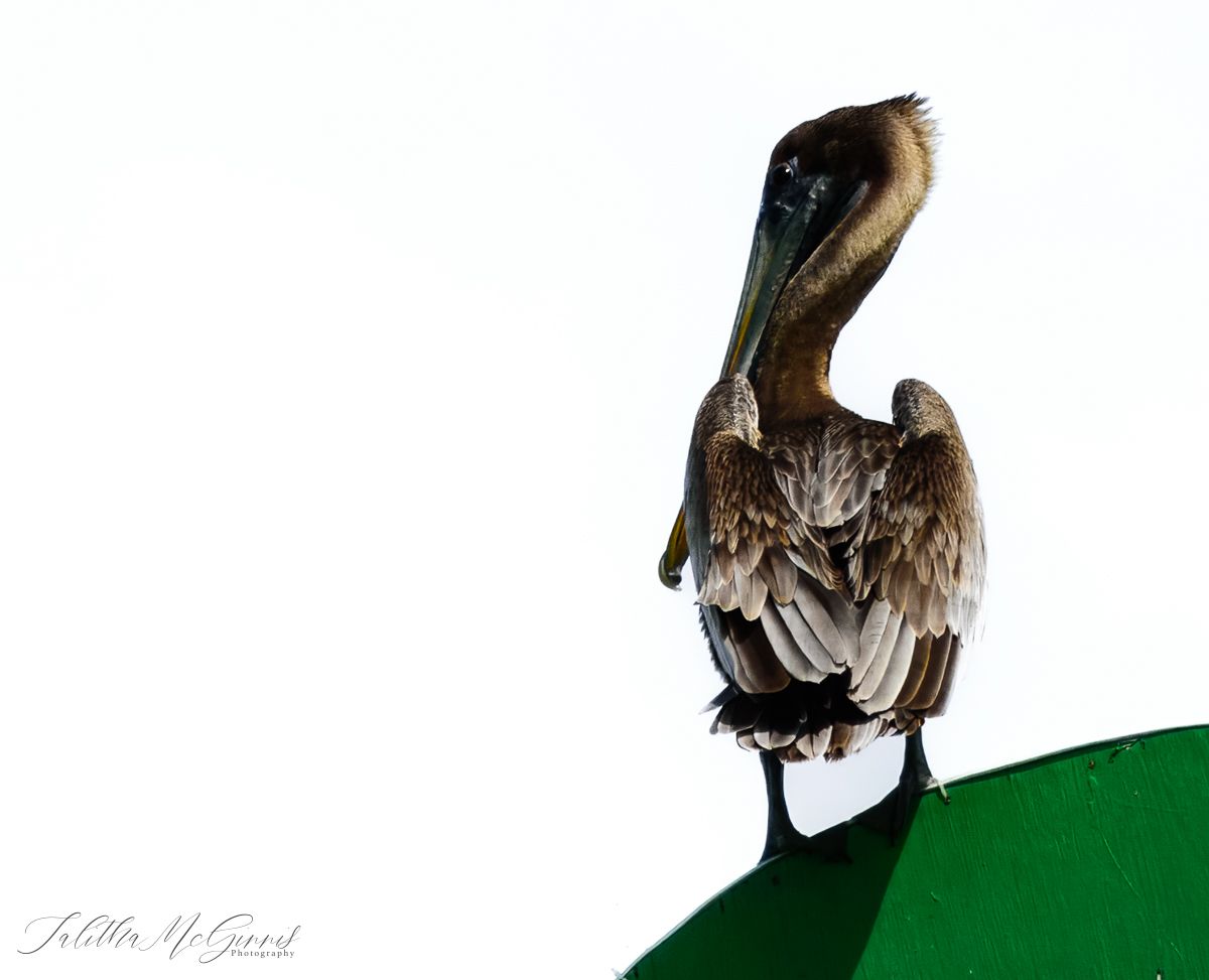 A brown pelican stands perched on a green surface against a white background, displaying its distinctive feathers and beak.