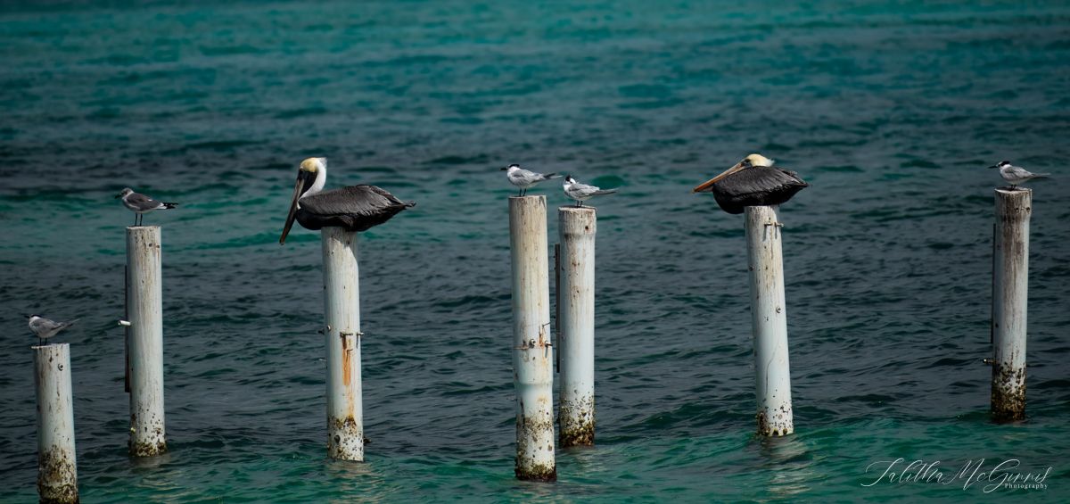Brown pelicans perched on white wooden posts above turquoise ocean waters in a coastal setting.