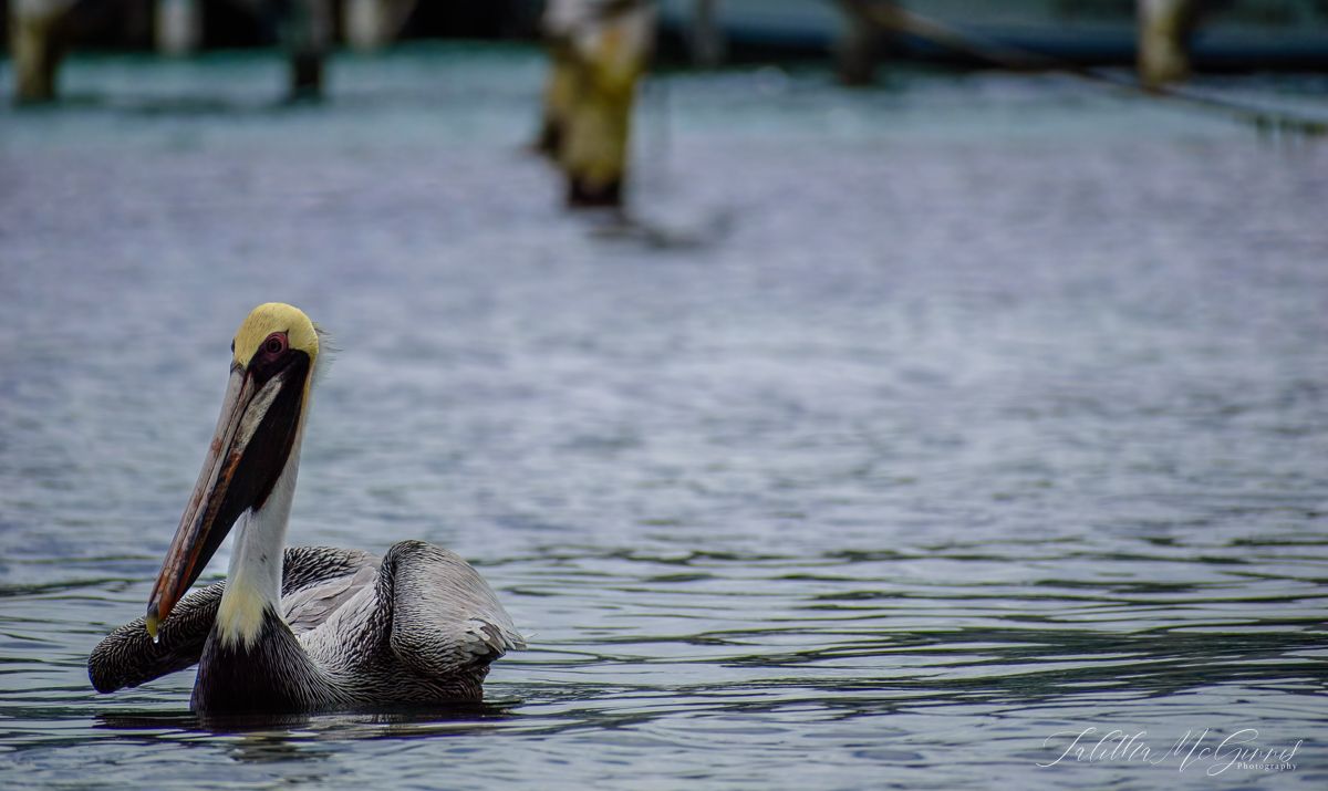 Brown pelican gliding gracefully across calm waters with its distinctive profile reflected in the surface.