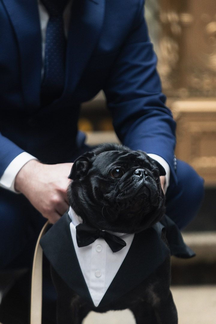A black pug dog wearing a formal white collar and black bow tie looks dapper in multiple poses.