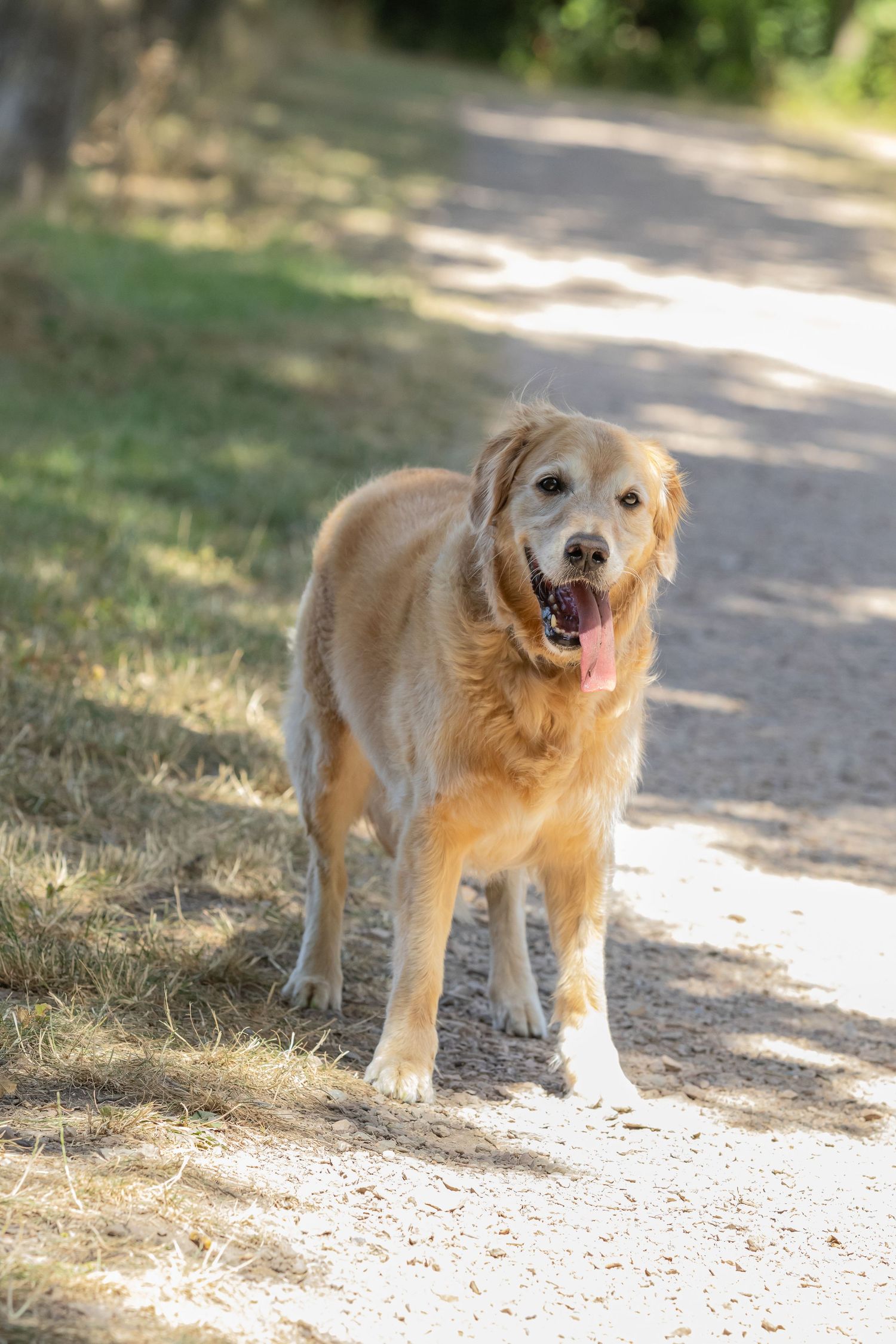 Een lichte hond op een bospad.