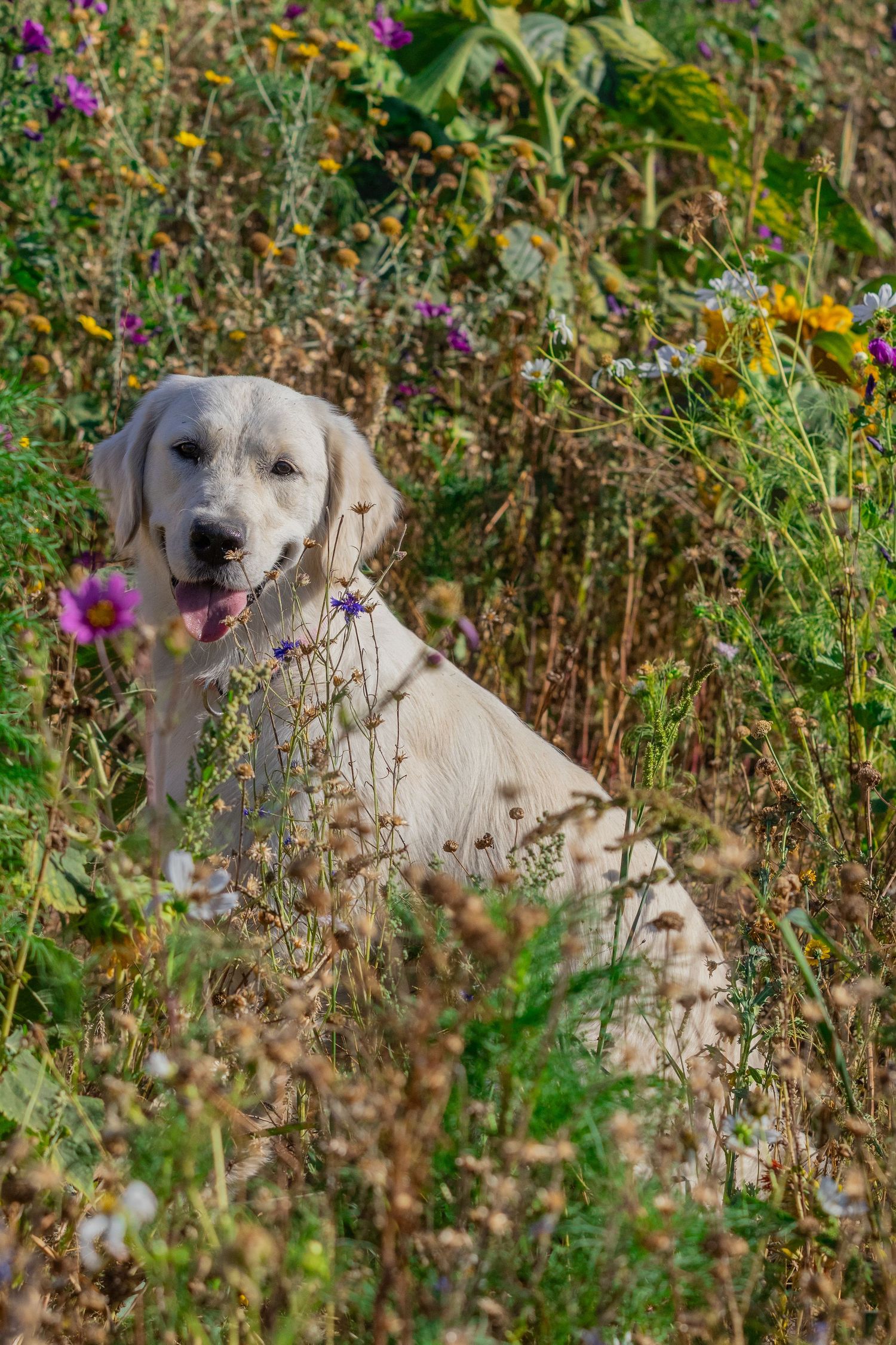 Golden retriever hond in veel groen gras met bloemen