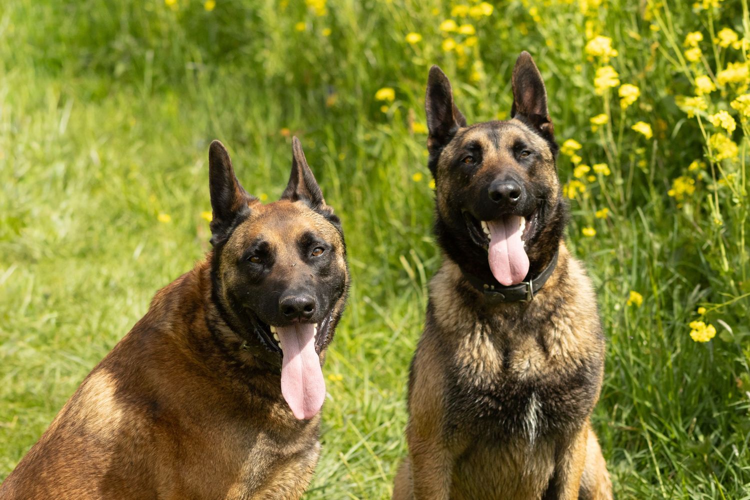 Twee bruine honden tussen de gele bloemen.