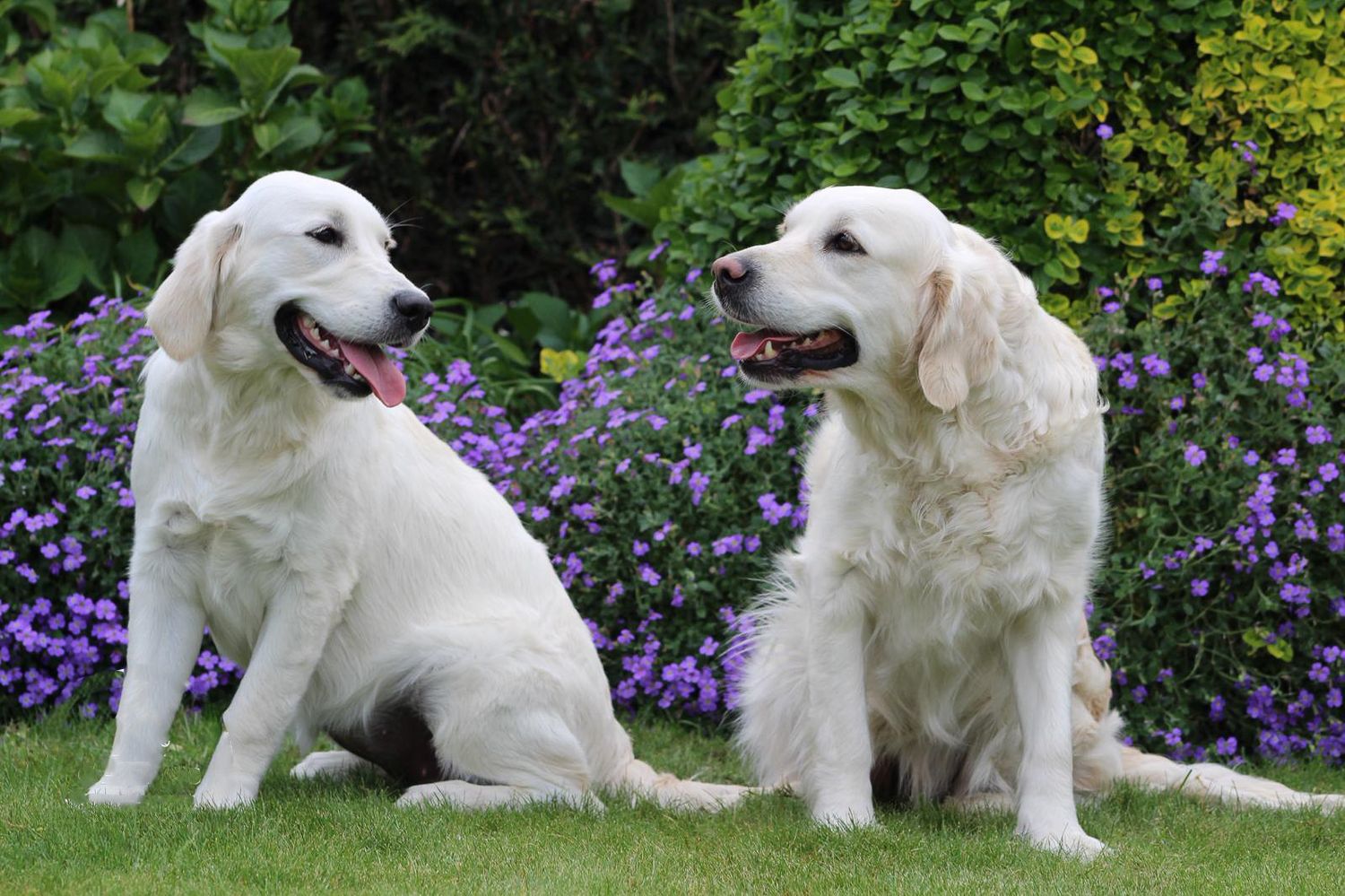 twee lichte honden op het grasveld.