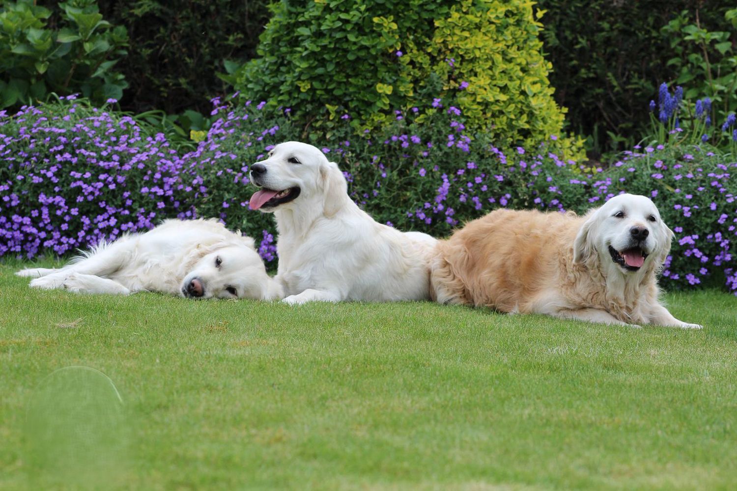 Drie lichte honden op het grasveld.