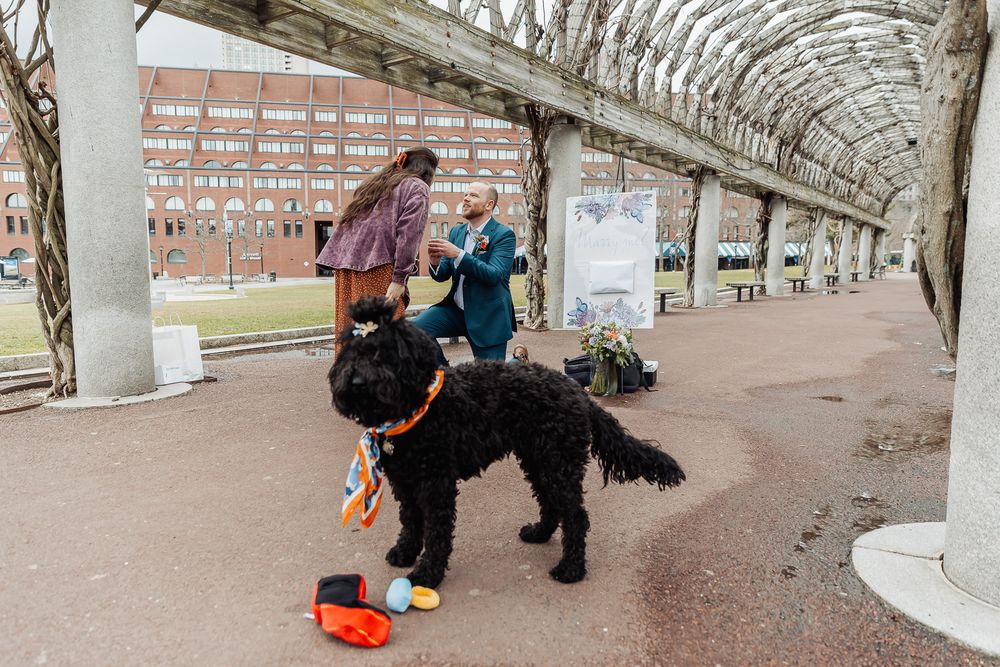 A black curly dog wearing colorful accessories stands under a pergola while two women interact nearby.