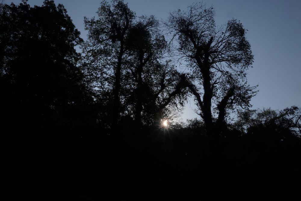 High-contrast silhouette of a mountain forest with the sun peeking through dense, dark tree branches at dusk.