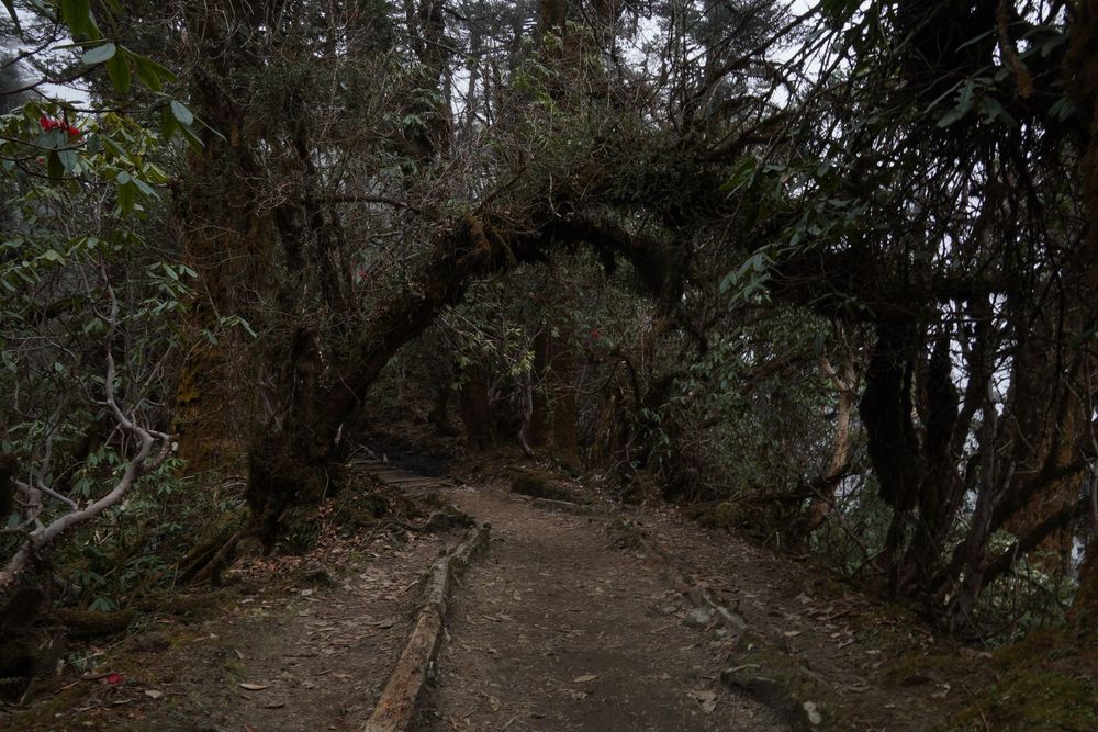A winding, dirt trekking trail passing under a natural arch of mossy trees in the Himalayan wilderness.